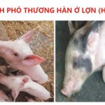 Phòng và điều trị bệnh phó thương hàn ở Lợn (Heo) – Hotline: 0901 88 2018